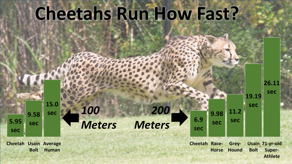 cheetah average speed